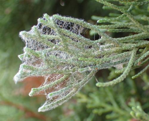 Nigma walckenaeri